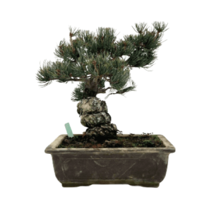 Pinus parviflora (1).png