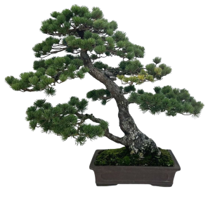 Pinus parviflora (5).png