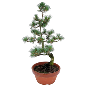 Pinus pentaphylla parviflora.png