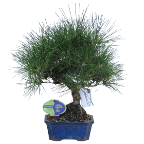 Pinus thunbergii (1).png