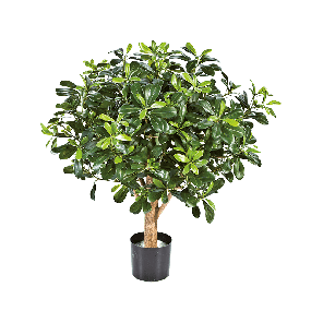 pittisporum-ball-tree-kunstplant_dd7665.png