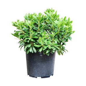 Pittosporum Nana m.png