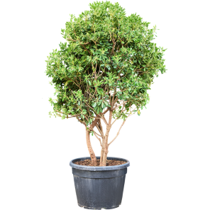 Pittosporum tobira – meerstammig.png
