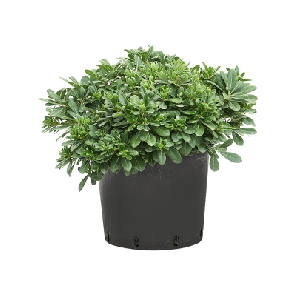 Pittosporum tobira Nana 2.png