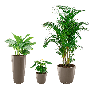 Plant pot set lechuza taupe_2.png