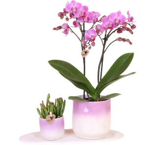 Planten duo Gradience roze.png
