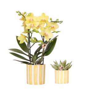 Planten duo in Painted Stripe geel.jpg