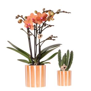 Planten duo in Painted Stripe oranje.jpg