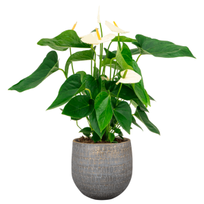 plantenset (8).png