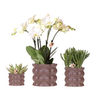 Plantenset Bubble bruin.jpg