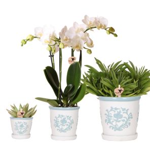 Plantenset Ivory Elegance blauw.jpg