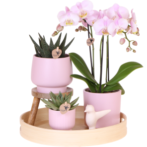 Plantenset Scandinavisch.png