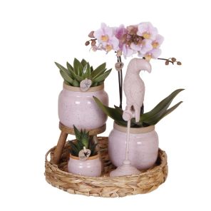 plantenset vintage.jpg