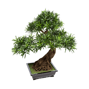 podocarpus-bonsai-kunstplant_a4ed80.png