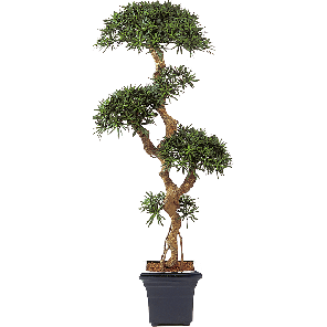 podocarpus-vertakt-kunstplant_c61c80.png