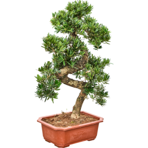 podocarpus bonsai m.png