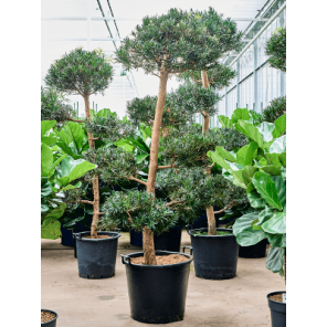 podocarpus multibol XL.png