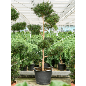 podocarpus multibol XXL.png