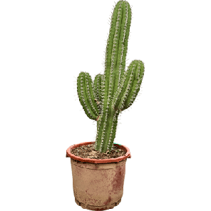 Polaskia chichipe.png