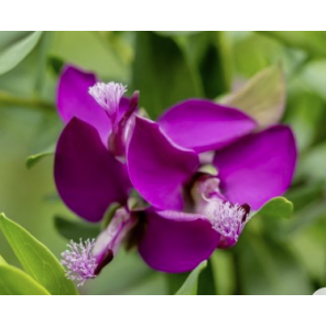 Polygala myrtifolia bloem _1.png