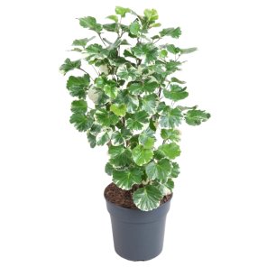 Polyscias balfouriana m.png