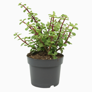 Portulacaria afra.png