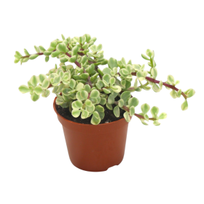 Portulacaria Variegata (1).png