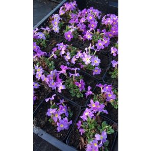 Primula (J) 'Wanda'Sleutelbloem.jpg