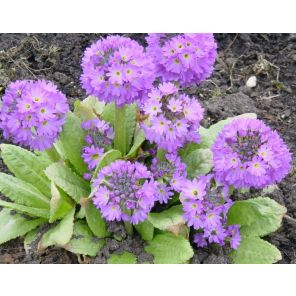 Primula dent. Cashmeriana.jpg