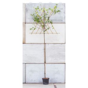 pruimenboom leiboom l.jpeg