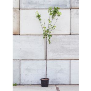 pruimenboom m_7.jpeg