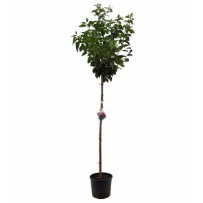 prunus-accolade_929394.jpg