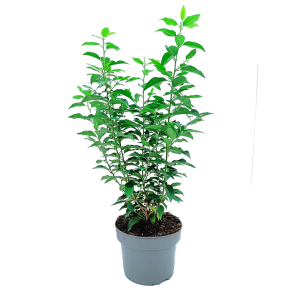 prunus-angustifolia.png