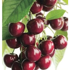 prunus-avium-kordia-sfeer_494580.jpg