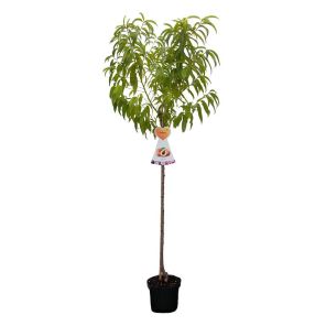 prunus-persica-suncrest-halfstam_ff49ac.jpg
