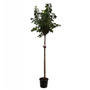 prunus-serrulata-kanzan_ae8ddb.png