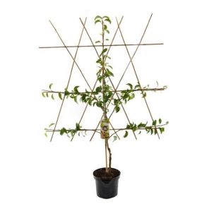 prunus armeniaca leiboom.jpg