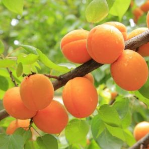 prunus armeniaca tros oranje.jpeg