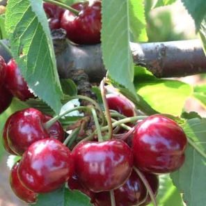 prunus avium digarreau burlat 2.jpeg