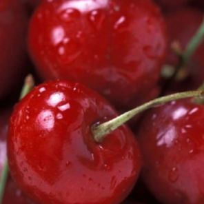 prunus avium dubbele meikers.jpeg