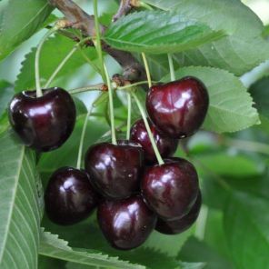 prunus avium early rivers.jpeg