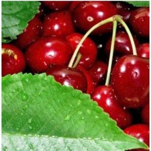 prunus avium hedelfinger.jpeg