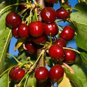 prunus avium van.jpeg