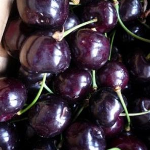 prunus avium varikse zwarte.jpeg