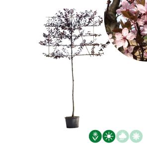prunus nigra leiboom.jpg