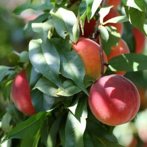 prunus persica nucipersica madame blanchet leiboom.jpeg