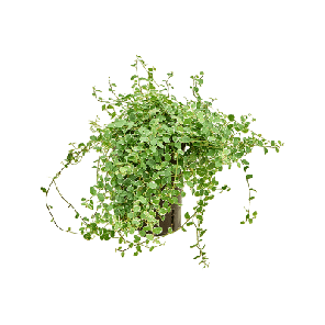 pumila white sunny.png