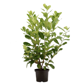 punus-laurocerasus-rotundifolia-100-120.png