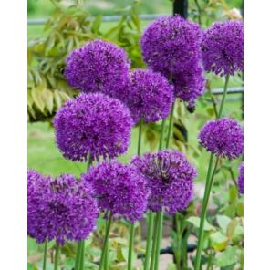 Purple Sensation.jpg
