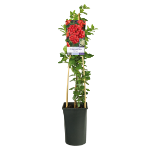 Pyracantha-Mohave.png